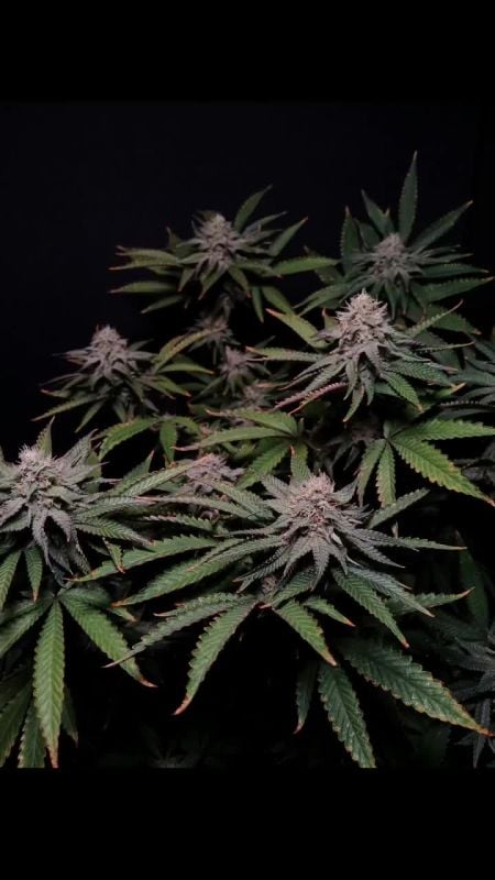@42industries @42breeding @chubbsgarden @greenthumbjacobscraft Strain- Papayton Grown by noize a