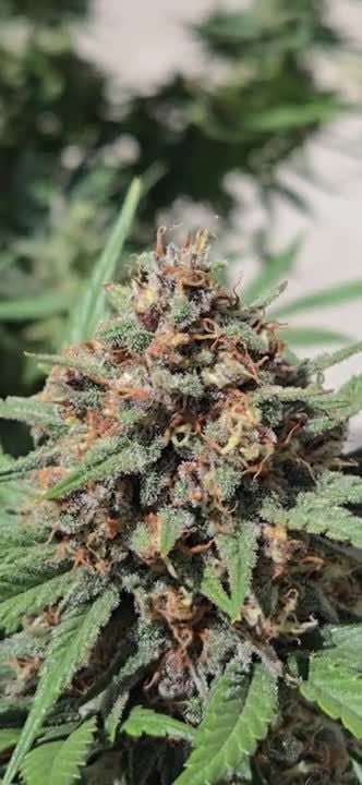 Guava Sundae Auto @chubbs 