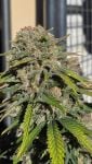 Instagram Papaya Cookies Auto™