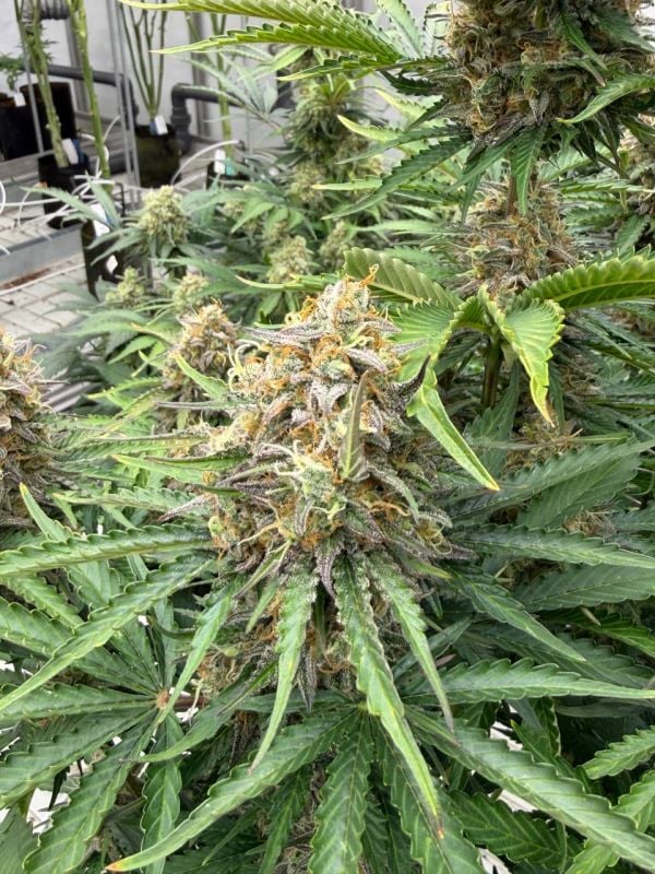 Instagram Moby Dick Auto