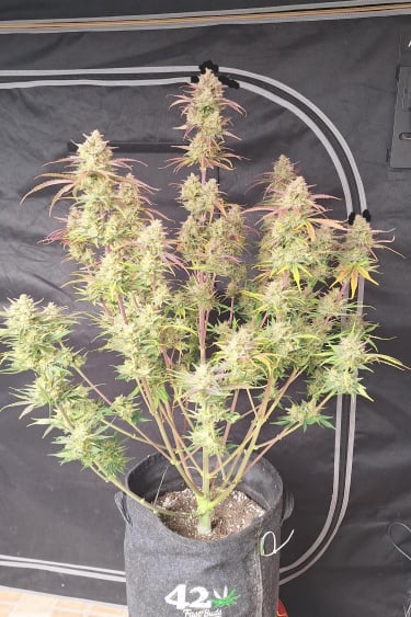 Instagram Frostbanger Auto