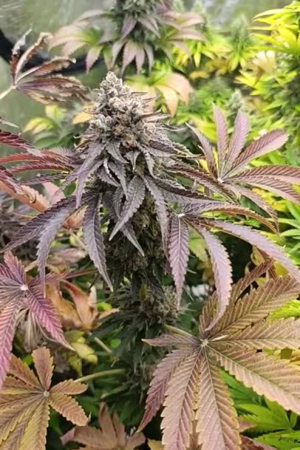 Lemon Cherry Runtz™