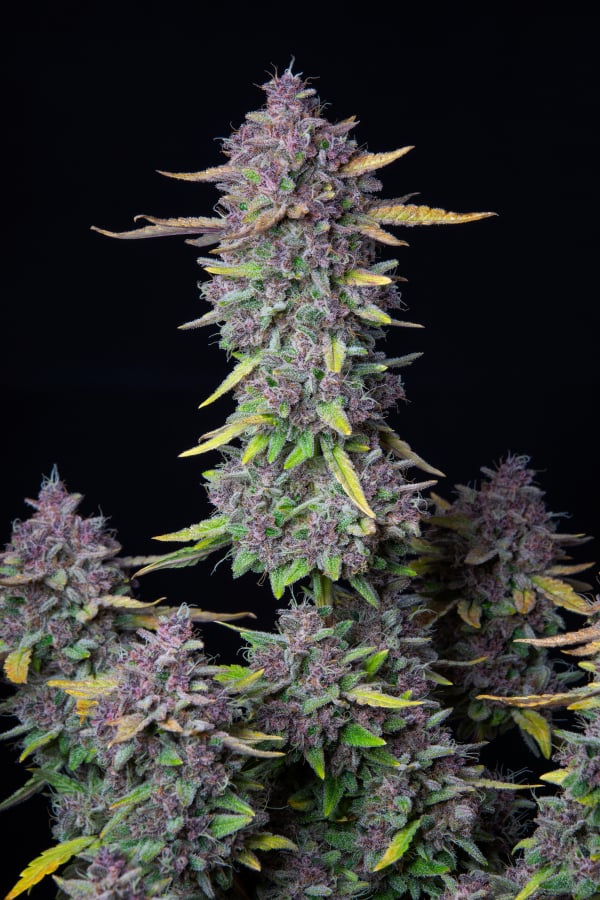 Fast Buds Autoflowering Cannabis Seeds