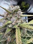 Instagram Pound Cake Auto™