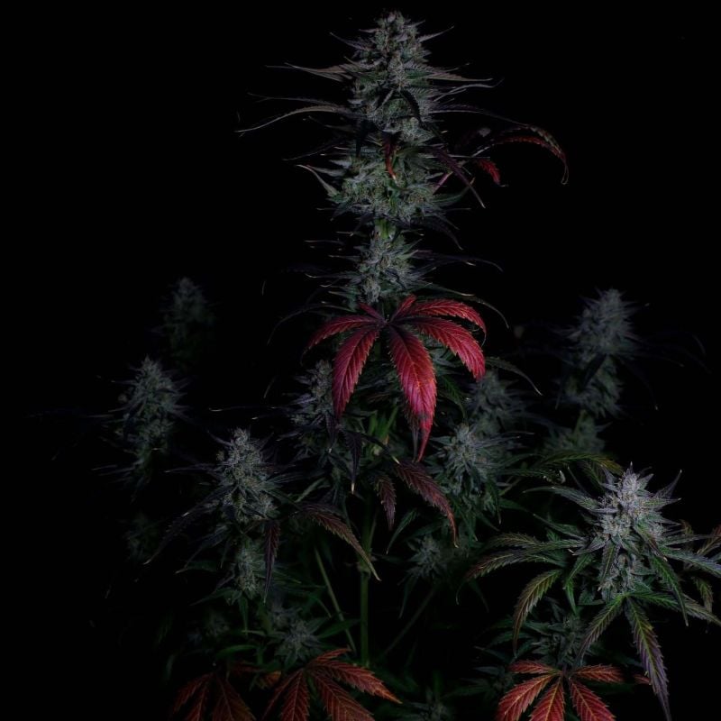 Instagram Banana Guava Auto
