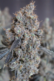 Instagram Purple Lemonade FF