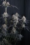 Instagram Mendo Cherry Cookies Auto™