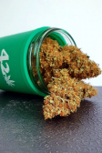Instagram Gorilla Z Auto