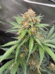 Instagram Gorilla Z Auto