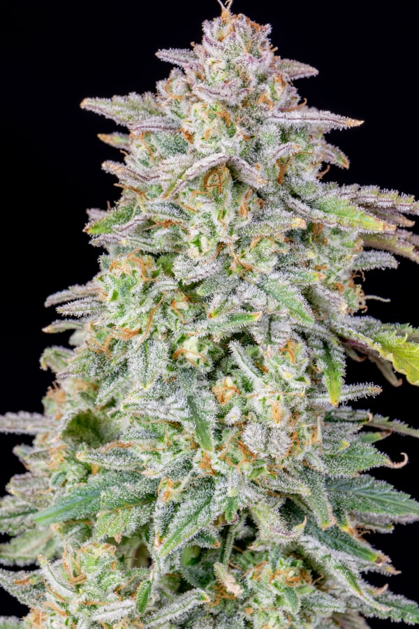 Buy Forbidden Runtz Auto Cannabis Seeds | Fast Buds