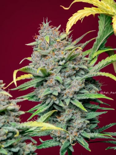 Instagram Strawberry Pie Auto