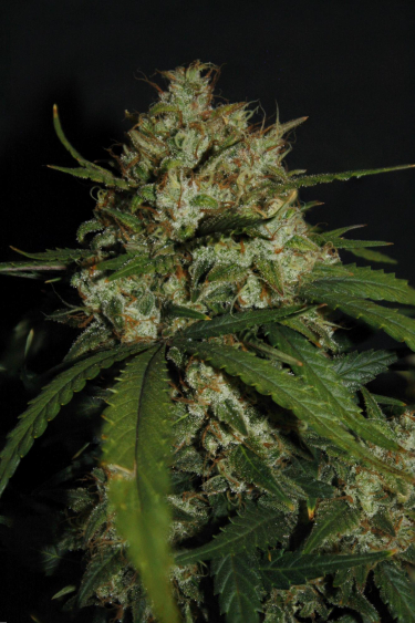 Instagram Super Boof Auto