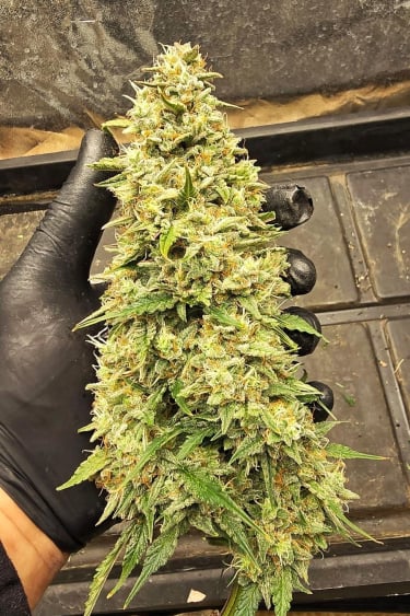 Instagram Gorilla Cookies Auto