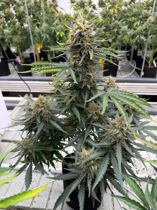 Instagram Big Bud Auto