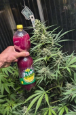 Instagram Big Bud Auto