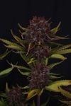 Instagram Purple Lemonade Auto RF3™