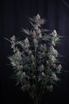 Instagram Lemon Tree Auto™