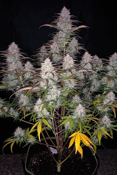 Instagram Green Crack Auto