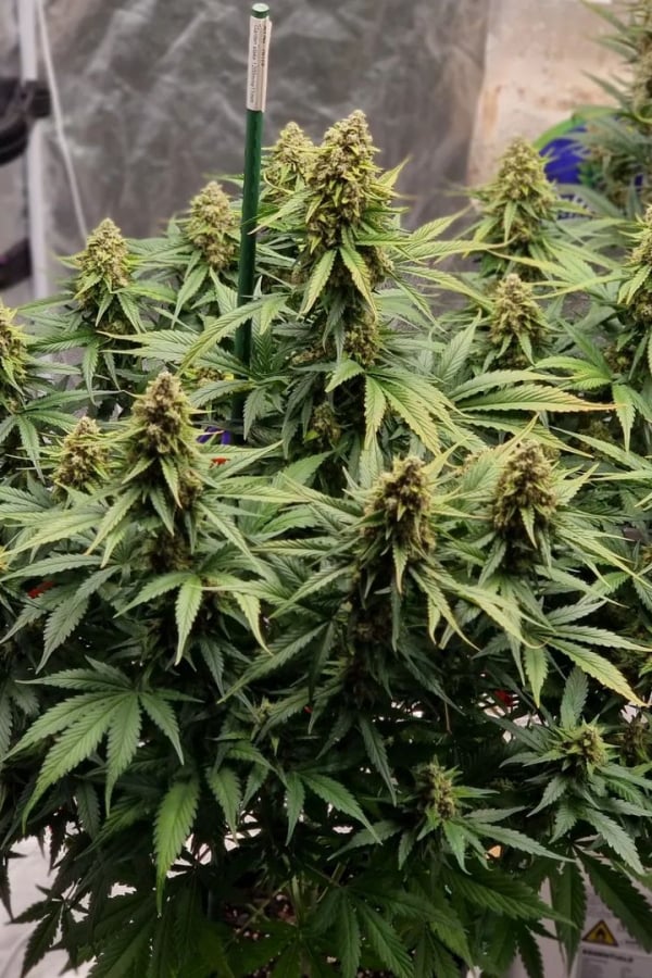 Buy Gorilla Zkittlez Auto Cannabis Seeds | Fast Buds