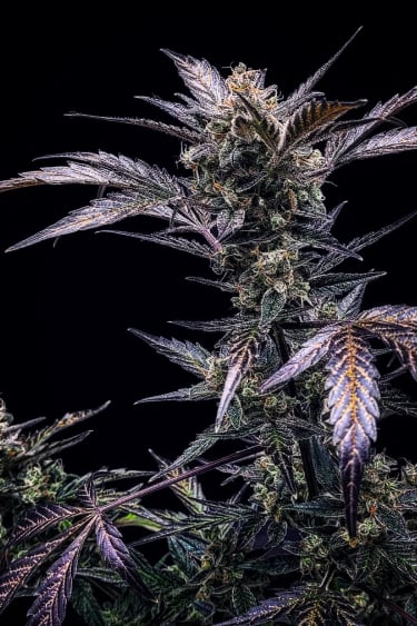 Instagram Amnesia Z Auto