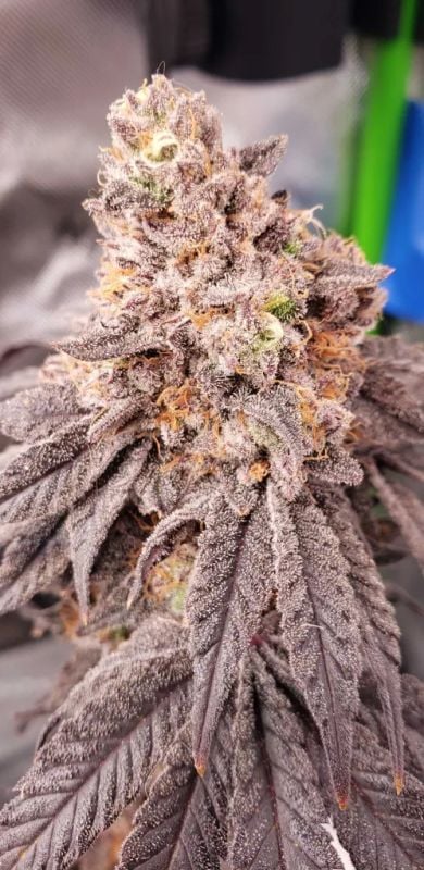 FEM | Papaya Sherbet™