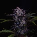 Instagram Mendo Guava Auto™