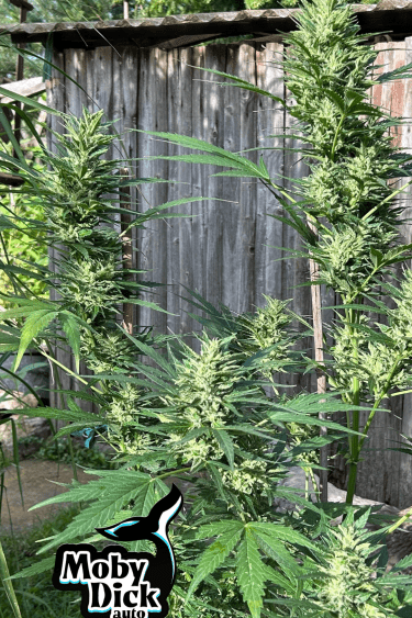 Instagram Moby Dick Auto