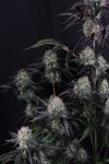 Instagram Sundae Frost Auto™