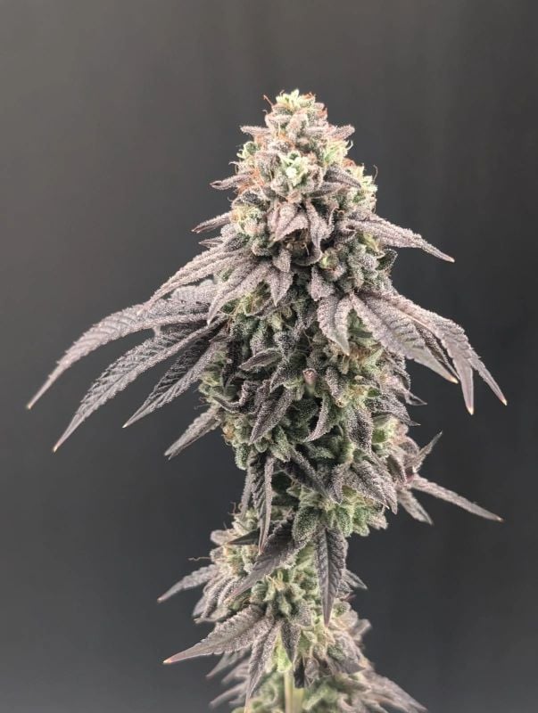Instagram Fem Terpbombs Trial Pack