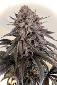 Instagram Papaya Sherbet™