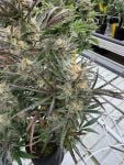 Instagram Blueberry Auto