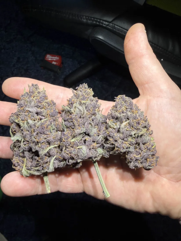 Instagram Lemon Cherry Cookies Auto