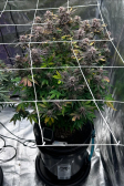 Instagram Purple Lemonade Auto