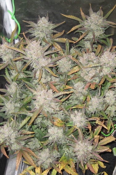 Instagram Gorilla Auto