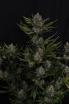 Instagram Guava Auto RF3™
