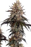 Instagram Papaya Sherbet™