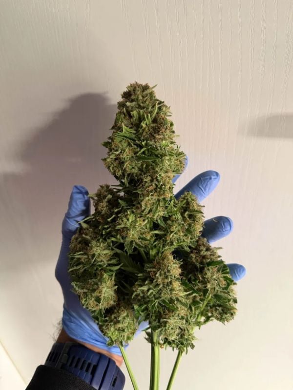 Instagram Super Boof Auto