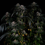 Instagram Papaya Sherbet™