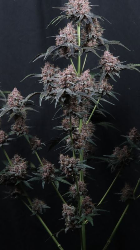Instagram Mango Cherry Runtz Auto