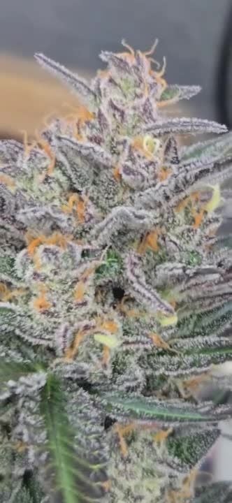 Lemon Cherry Sundae Auto @chubbs 3