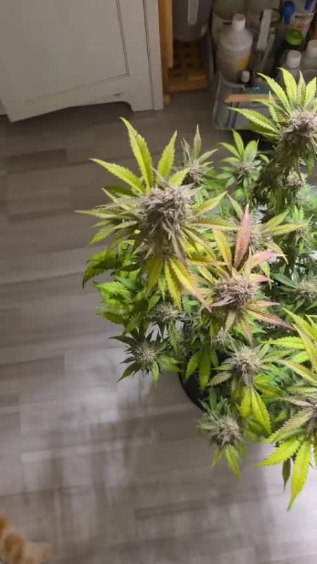 Tropicana Cookies Auto @hitzu203 DIS 2