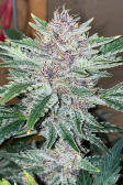 Instagram Cherry Cola Auto