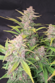 Instagram Purple Haze Auto™