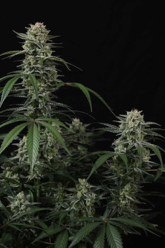 Instagram Banana Cherry Cookies Auto