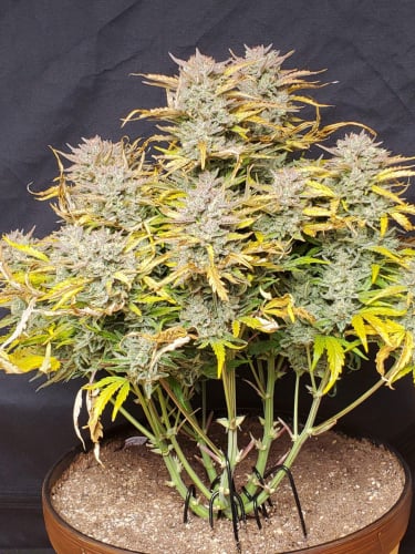 Instagram Lemon Pie Auto