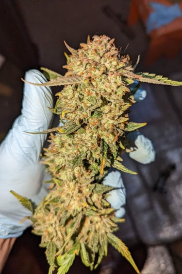 Instagram BubbleGum Auto