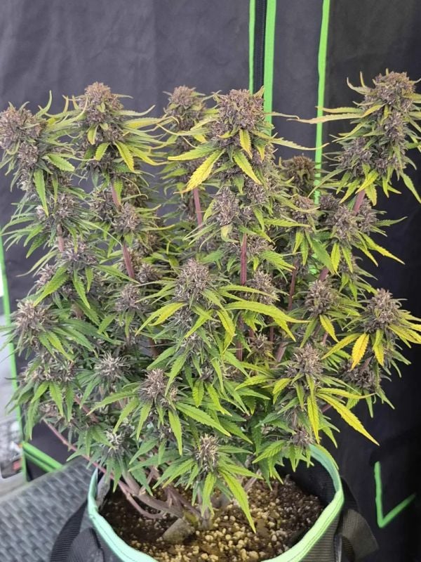 Instagram Tropicana Cookies Auto