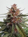 Instagram Guava Sundae Auto™