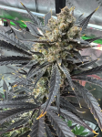 Instagram Guava Auto RF3™