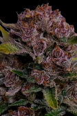 Instagram Gorilla Punch Auto